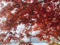 -武汉大学-樱园