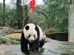 -中国大熊猫保护研究中心雅安碧峰峡基地