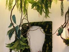 -70cat德文卷毛猫·缅因猫纯种猫舍