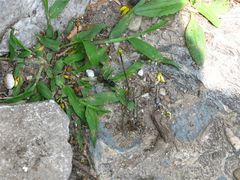 -北京鹫峰国家森林公园