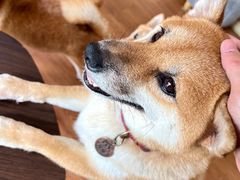 -柴犬高等学院·狗咖·柴犬售卖·宠物训练