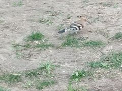 -原山国家森林公园