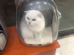 -艾贝尔宠物医院 ·内科全科(梁溪路店)