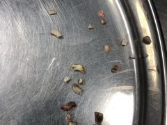 -瑞派·关忠动物医院·异宠专科·犬猫肿瘤·皮肤专科(望京店)