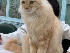 -安格丽娜·狗咖·猫咖羊驼咖(春熙路百盛商场店)