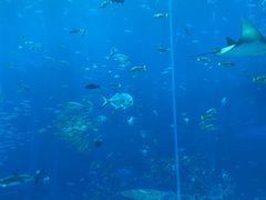 -亚特兰蒂斯•OSSIANO奥西亚诺海底餐厅