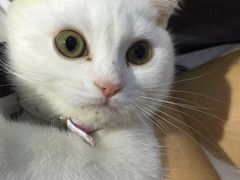 喵的天空-喵的天空名猫咖啡馆·撸猫·猫舍·用品