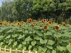 -昆山城市生态森林公园