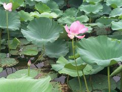 -荷塘月色湿地公园·向阳花洲