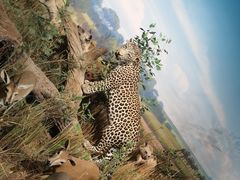 -陕西自然博物馆