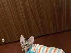 -山宅一喵德文卷毛猫舍