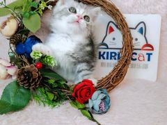 -十年猫舍·猫咪专门店(普陀店)