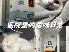 -特一安24小时宠物医院·骨科·中兽医