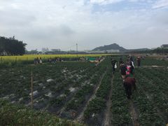 -光明小镇欢乐田园