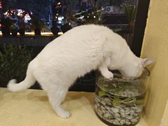 -正南齐北·老街糯米团(洪崖洞店)