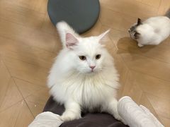 -南京宠物基地·宠物狗宠物猫售卖(南京店)