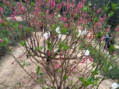 -南国桃园旅游度假区