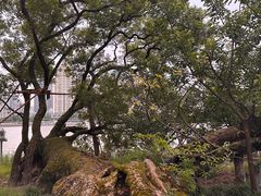 -江心屿景区