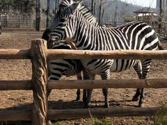 -大连森林动物园