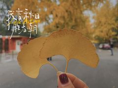 -三里屯东五街银杏大道