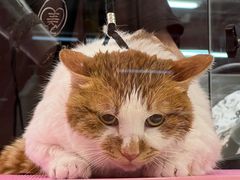 -FAELING PETS美天灵宠物(合生汇店)
