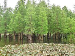 -白鹭湾湿地公园