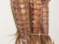 -宁波华侨温德姆至尊豪廷大酒店·豪廷轩中餐厅