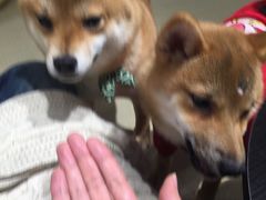 -逗柴咖啡屋·狗咖猫咖宠物桌游