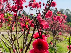 -广州莲花山旅游区