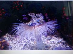 -悉尼海洋生物水族馆