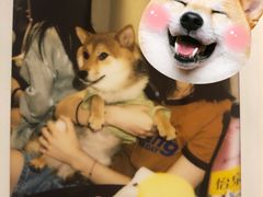 -逗柴咖啡屋·狗咖猫咖宠物桌游