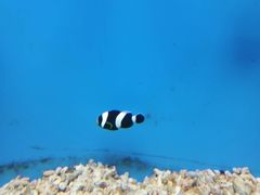 -北戴河圣蓝海洋公园