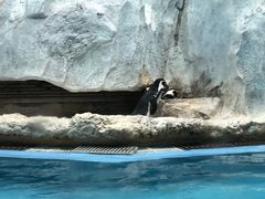 -帝企鹅自助餐厅•儿童岛•真企鹅(长隆企鹅酒店)