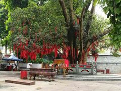 -南宁良凤江国家森林公园