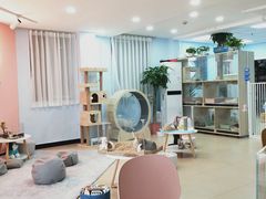 -喵宠乐园·撸猫互动·猫舍