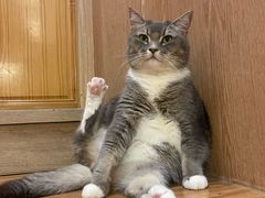 -MOCHA明星猫咖(田子坊店)