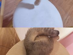 -李小姐の猫咖啡馆(五角场店)
