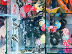 -万商花鸟市场
