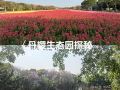 -丹樱生态园