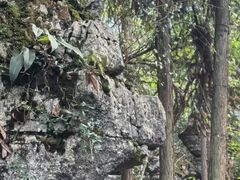 -梭布垭石林景区