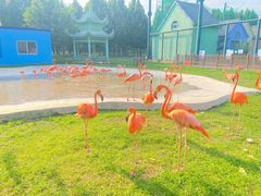 -秦皇岛野生动物园
