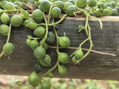 -神光山国家森林公园