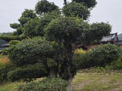 -习家池