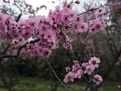 -无锡梅园公园