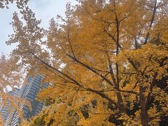 -重庆市江北嘴中央商务区中央公园