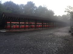 -阿里山神木遗迹