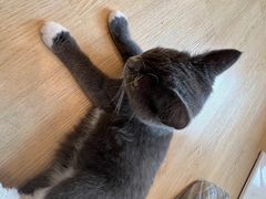 -有喵·猫咖·狗咖·30几只猫10只小狗(岗厦店)
