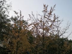 -八大关景区