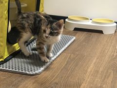 -纳吉亚猫专科动物医院·北北分院