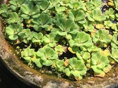 -春水堂人文茶馆